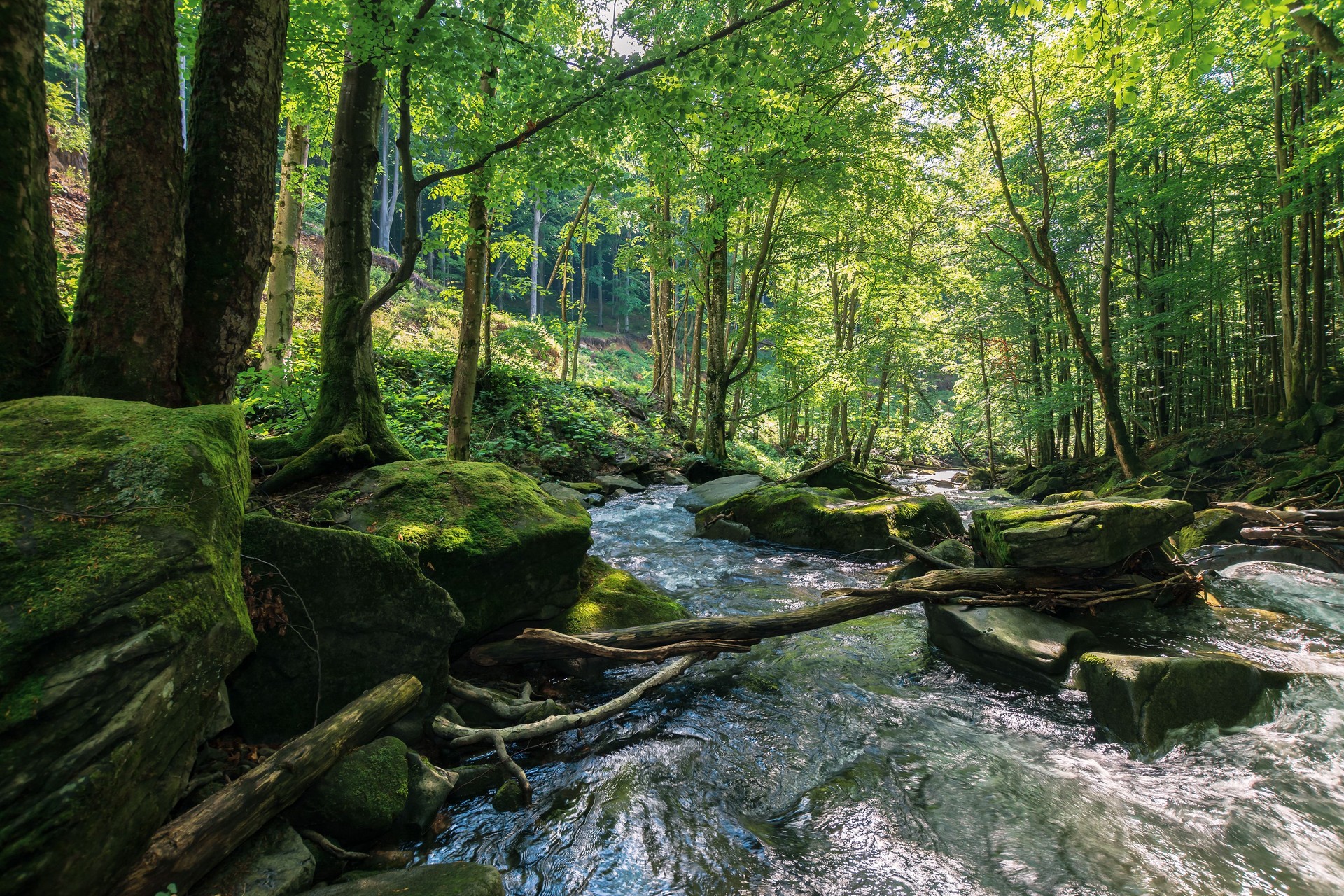 stream among the rocks in the deep forest