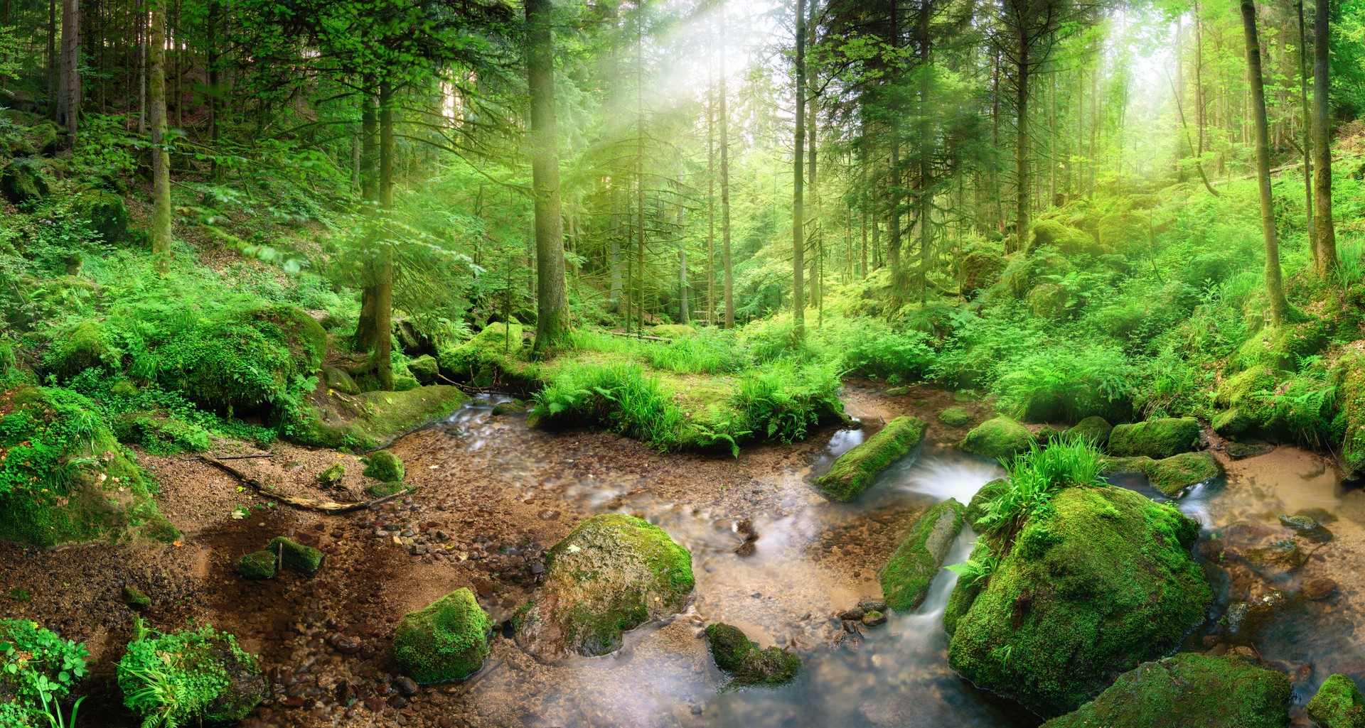 Enchanting panoramic forest scenery in soft light